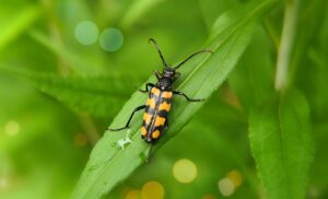 つっぱりロールスクリーンを夏に使うメリットとおすすめの設置方法は？