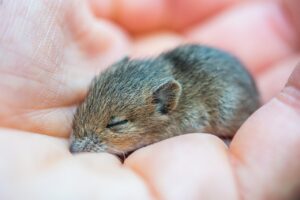 在宅ワークで暑い日にマウスが滑らないための対策は？