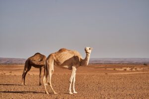 在宅ワークでの暑さ対策はどうする？使い方を徹底解説！