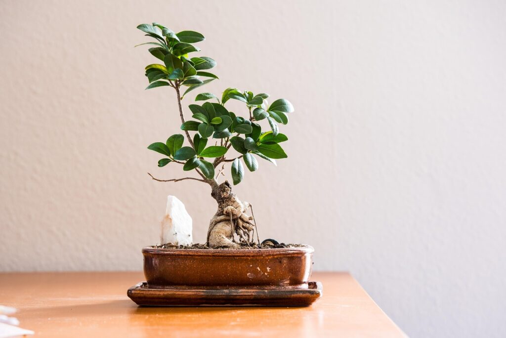 在宅ワークにおける暑さ対策としての観葉植物の効果は？