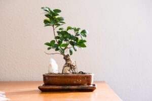 在宅ワークにおける暑さ対策としての観葉植物の効果は？